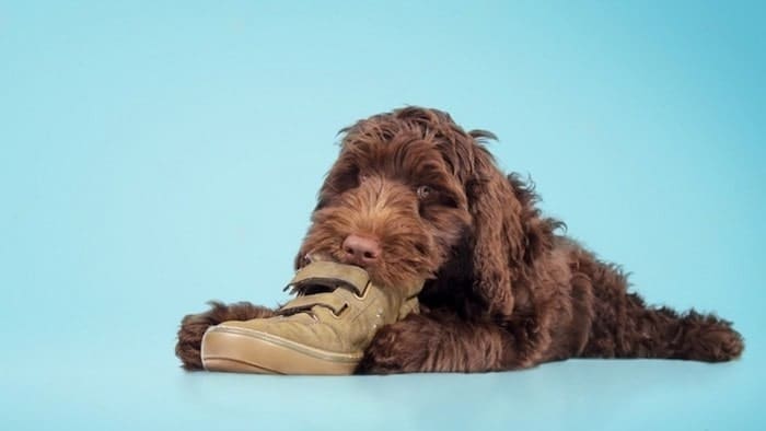 Dog With Shoes